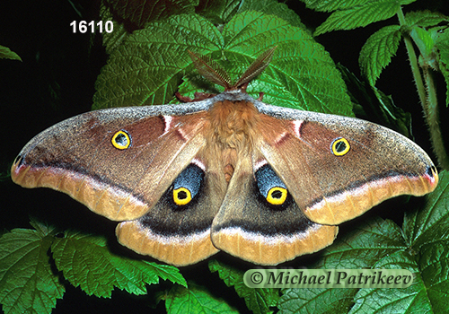 Polyphemus Moth (Antheraea polyphemus)